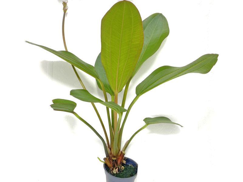 Rot-grüne Schwertpflanze - Echinodorus Hot Pepper